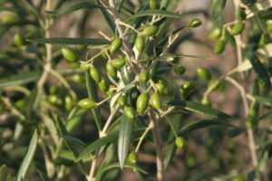 実のつきだしたオリーブの木