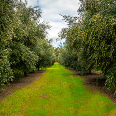 7月15（土）たまプラーザテラスマルシェ