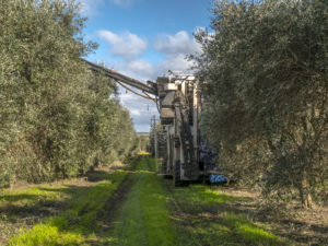 オリーブ大規模農園での効率の良い収獲