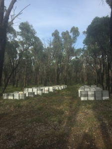 森のに設置されたはちみつ巣箱