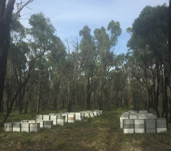 森のに設置されたはちみつ巣箱