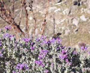 タイムの花とミツバチ