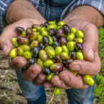 オリーブの実収穫