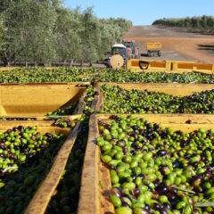 エクストラバージンオリーブオイル鮮度の指標　その２