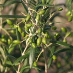 オリーブの実（若い）