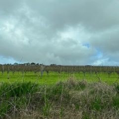 4年ぶりのパース⑥【ワイナリーの町Margaret Riverその2】