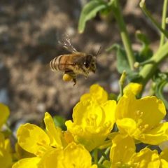 働きバチの一生
